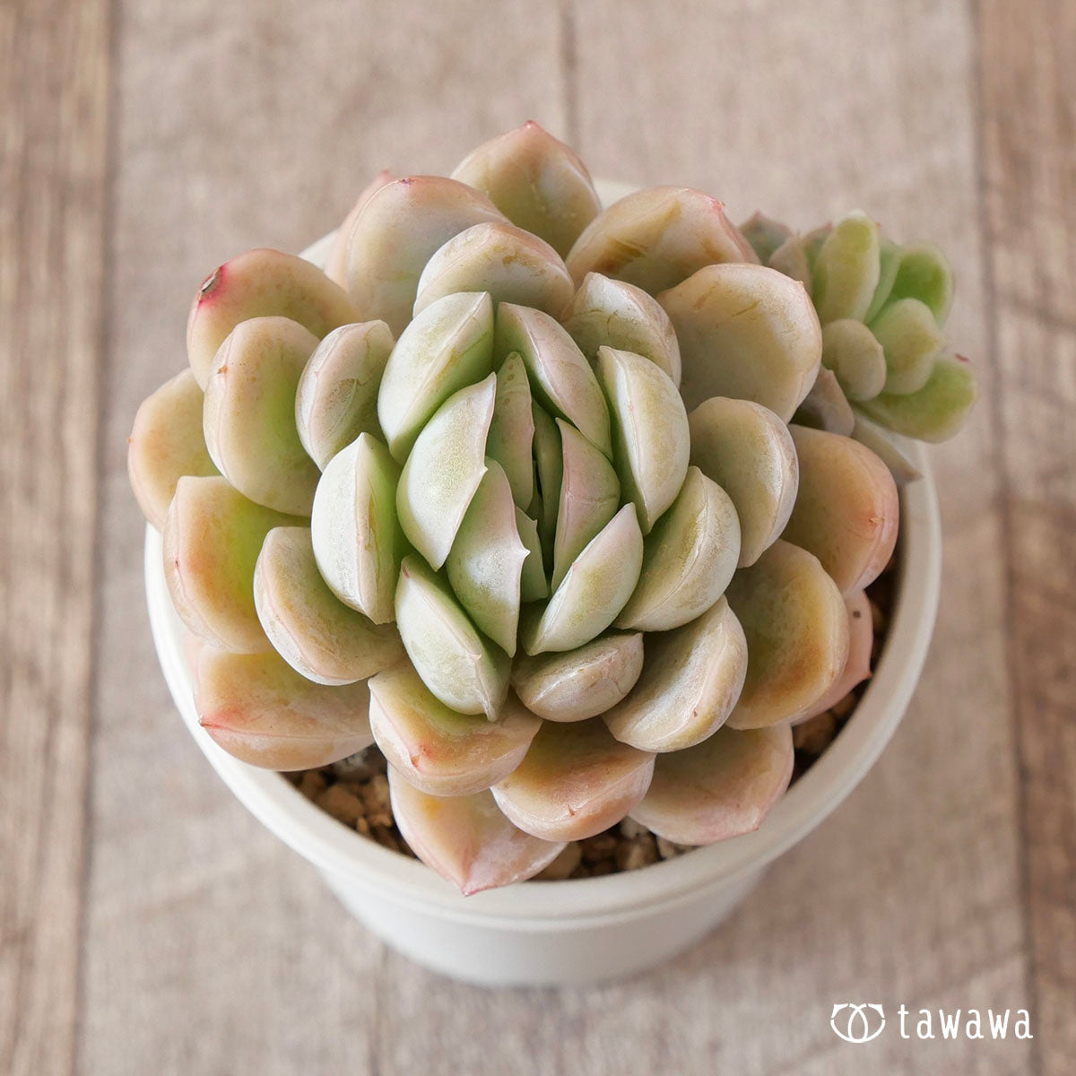 레몬베리