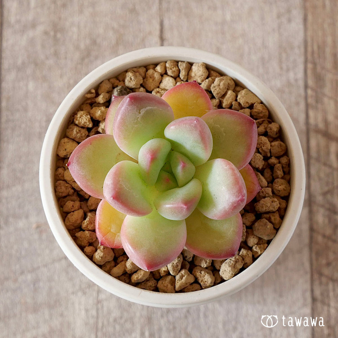 パンダ×ブラックローズhyb(花村農園苗)