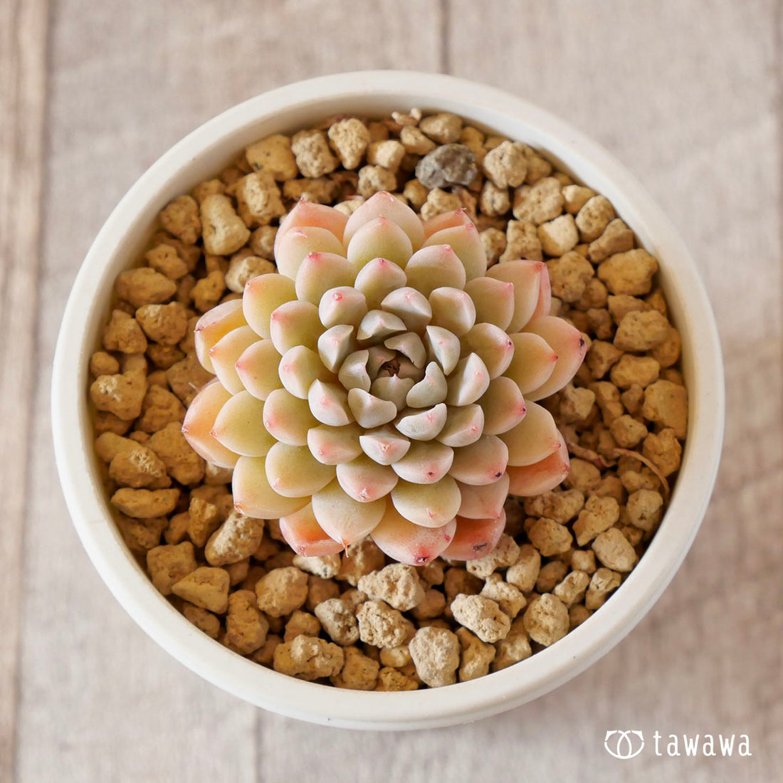 New Arrival* Cubic Frost