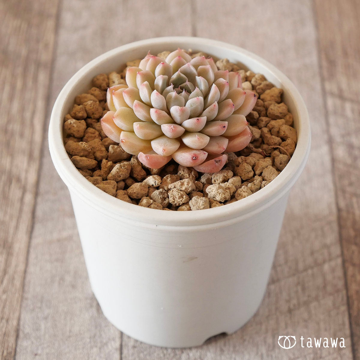 New Arrival* Cubic Frost