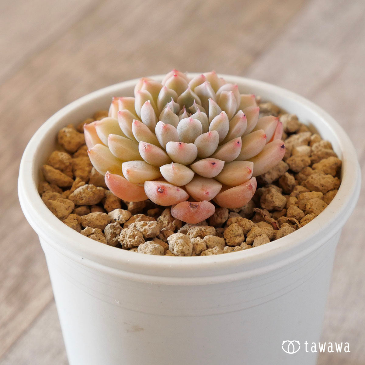 New Arrival* Cubic Frost