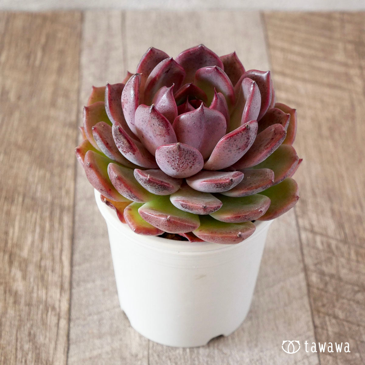New Arrival* Cubic Frost