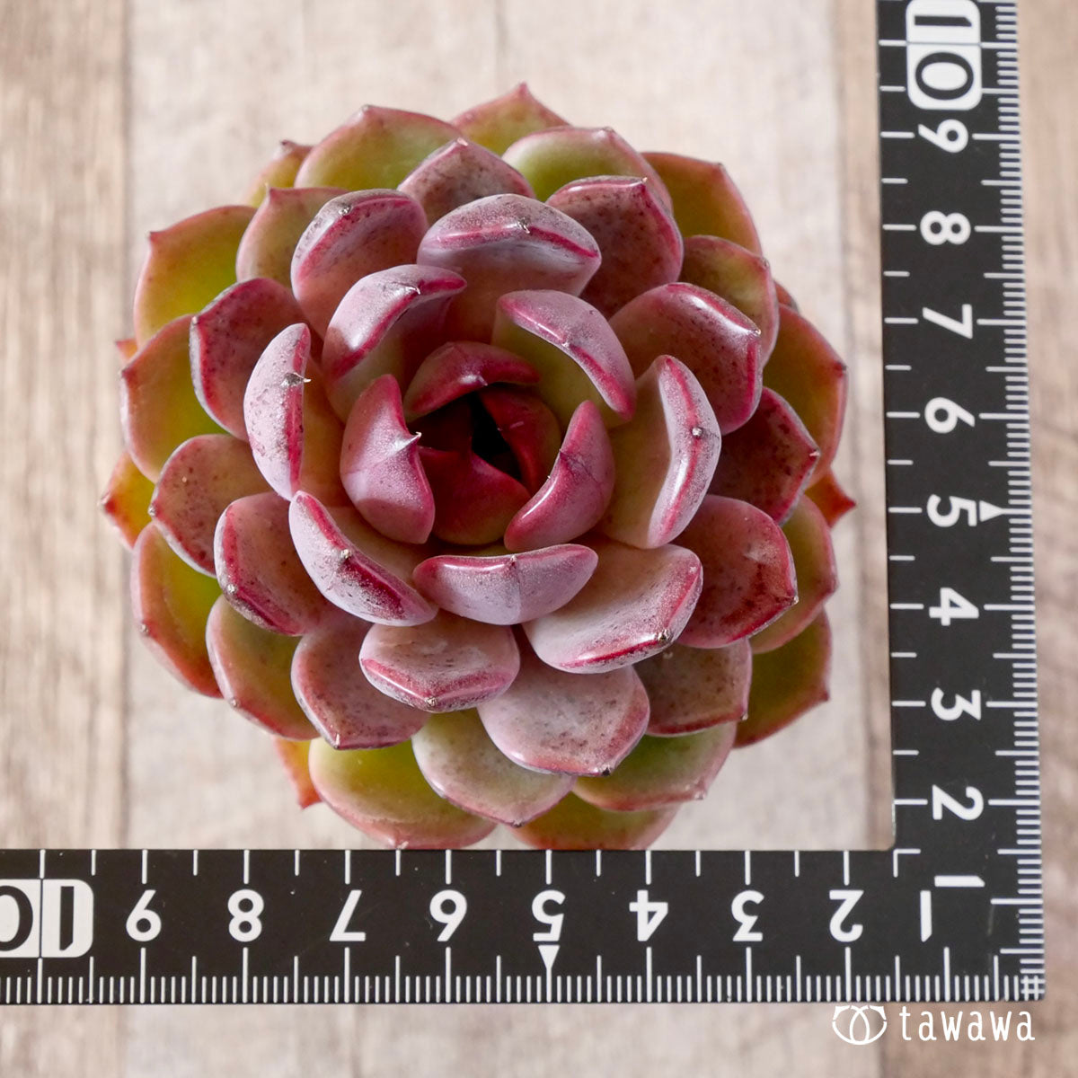 New Arrival* Cubic Frost