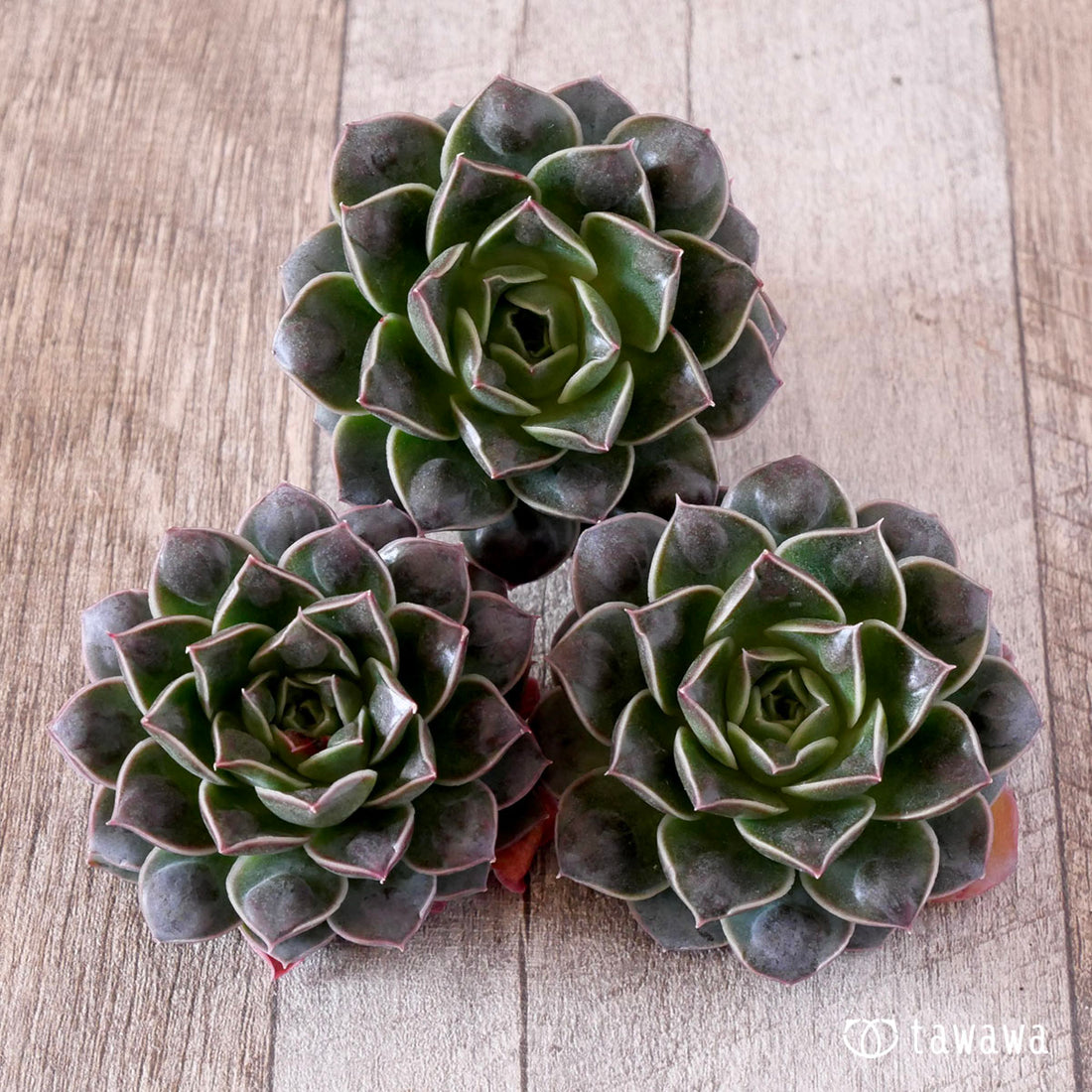 水玉(ウォータードロップ)