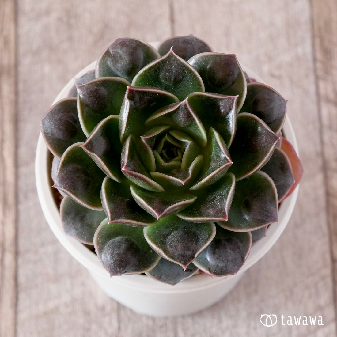 水玉(ウォータードロップ)