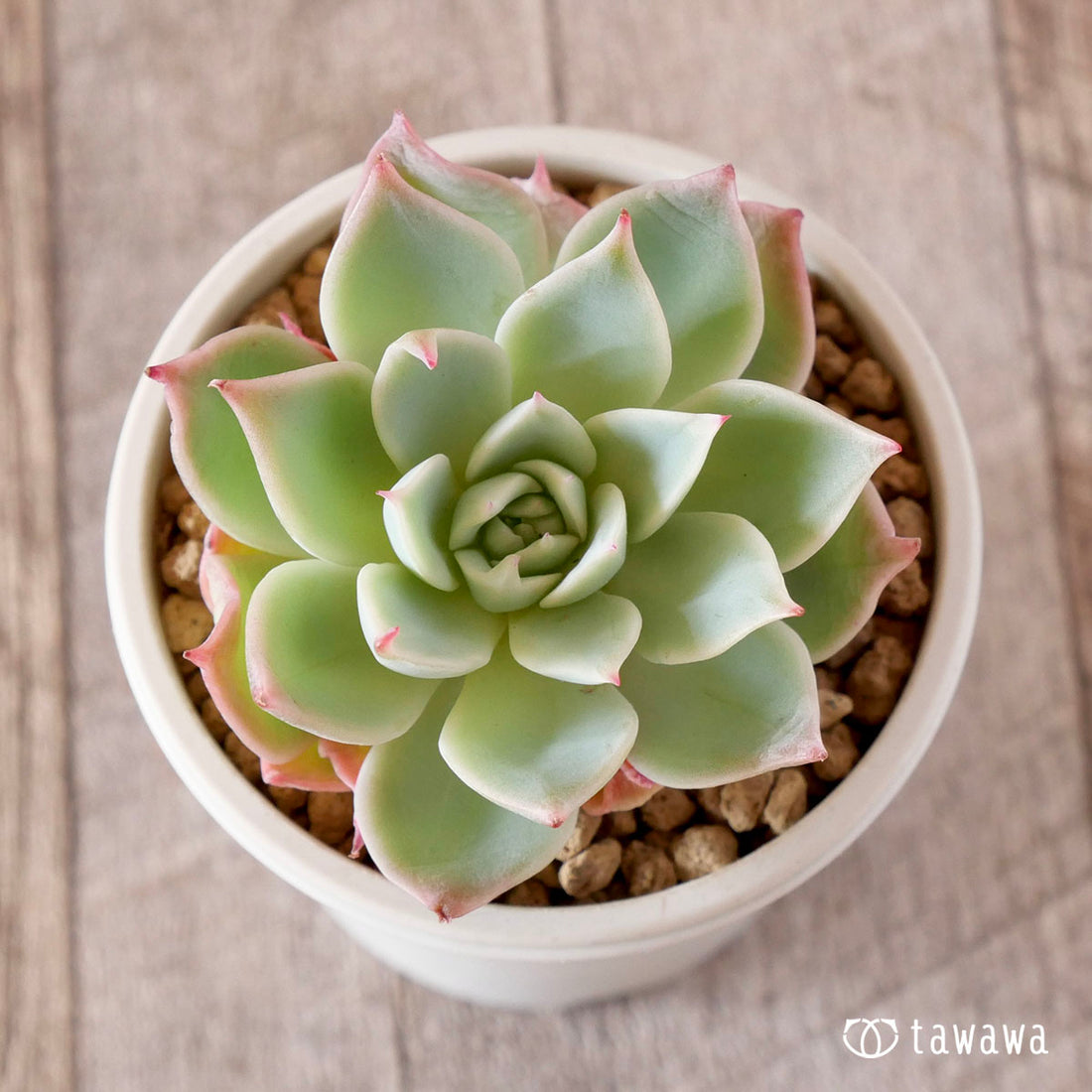 pansy (Viola tricolor hortensis)