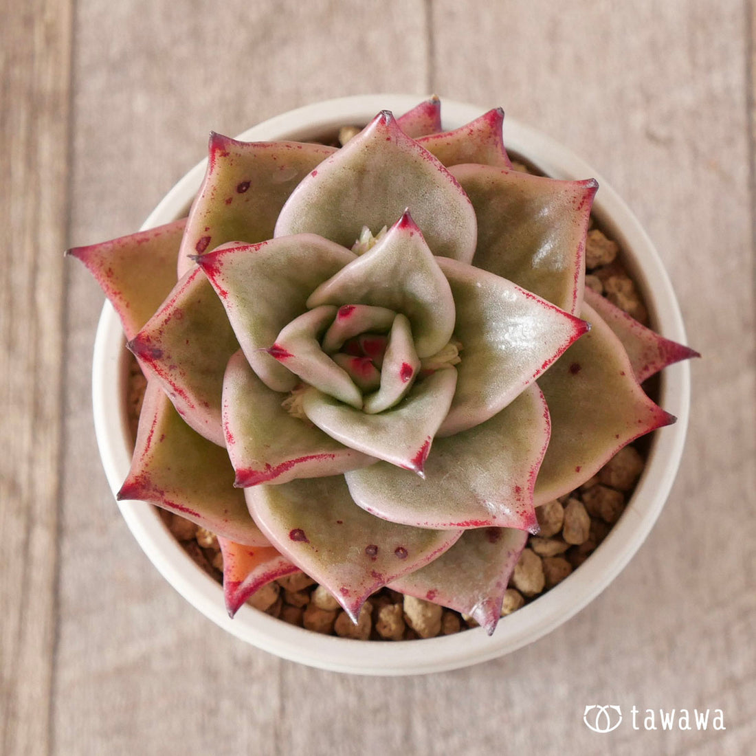 New Arrival* Cubic Frost