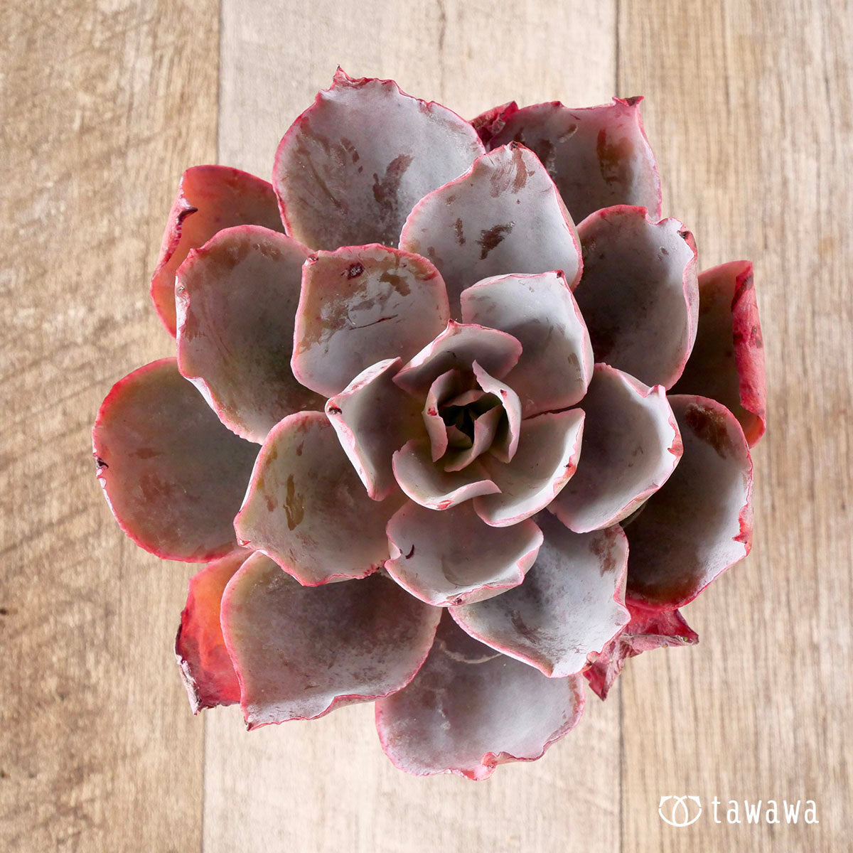 New Arrival* Cubic Frost