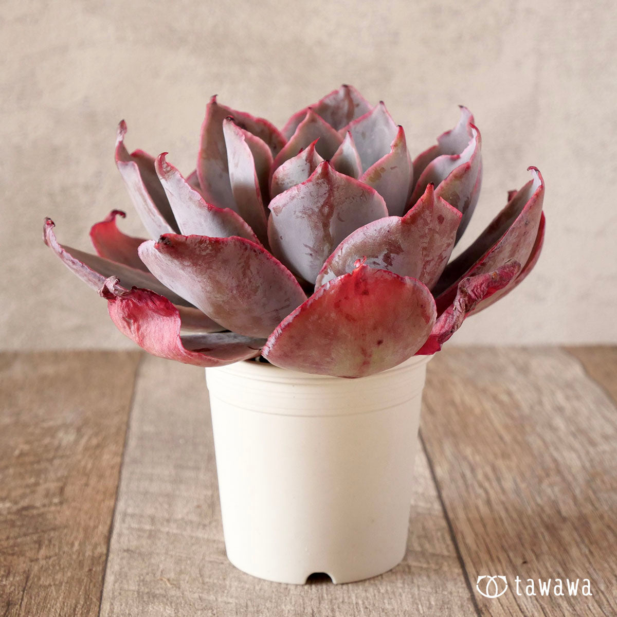 New Arrival* Cubic Frost