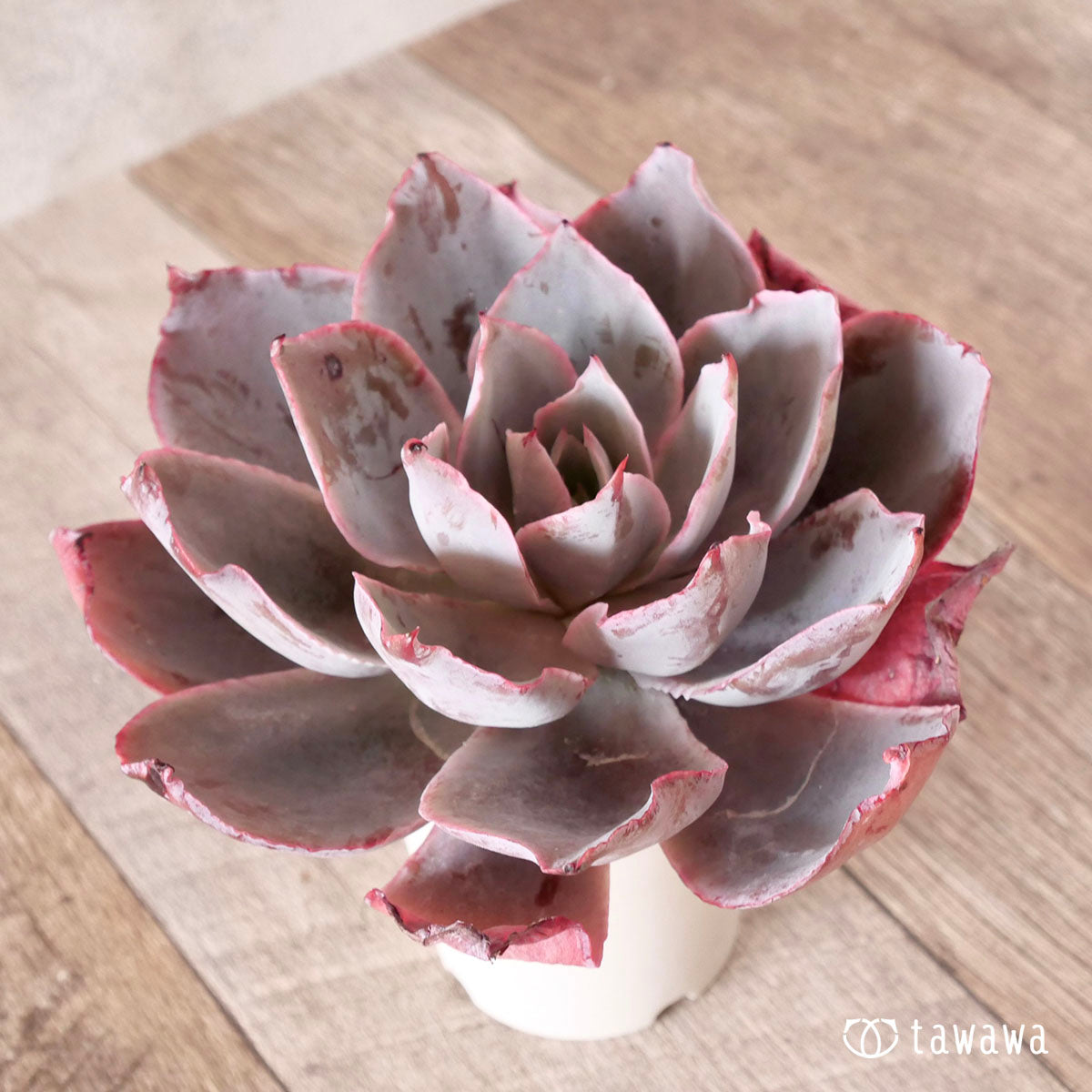 New Arrival* Cubic Frost