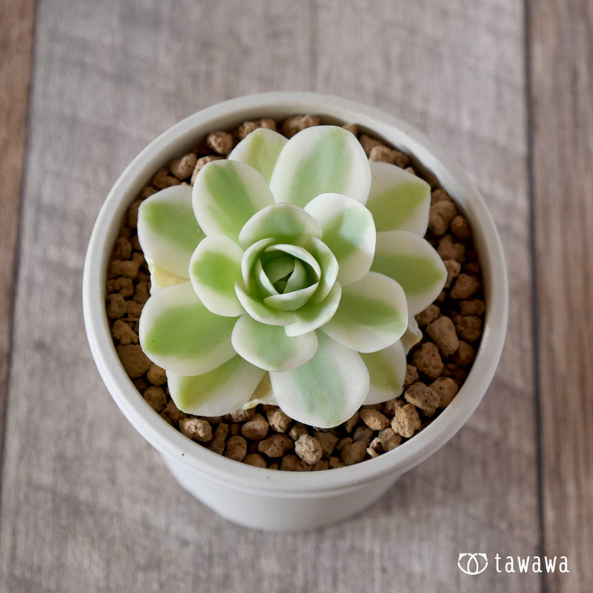 New Arrival* Cubic Frost