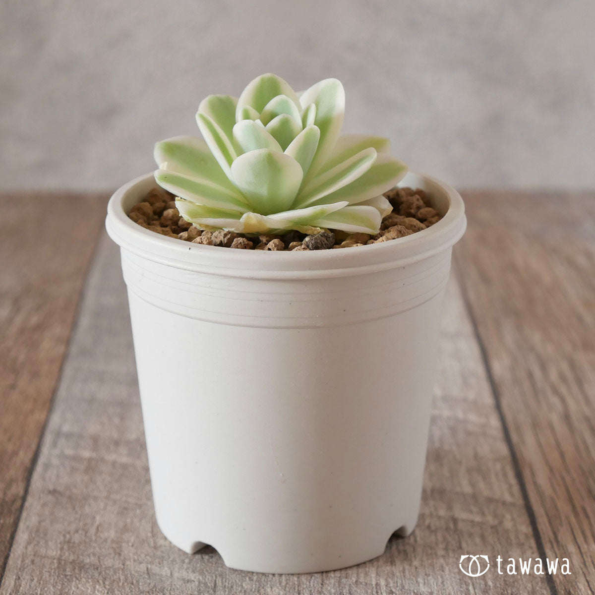 New Arrival* Cubic Frost