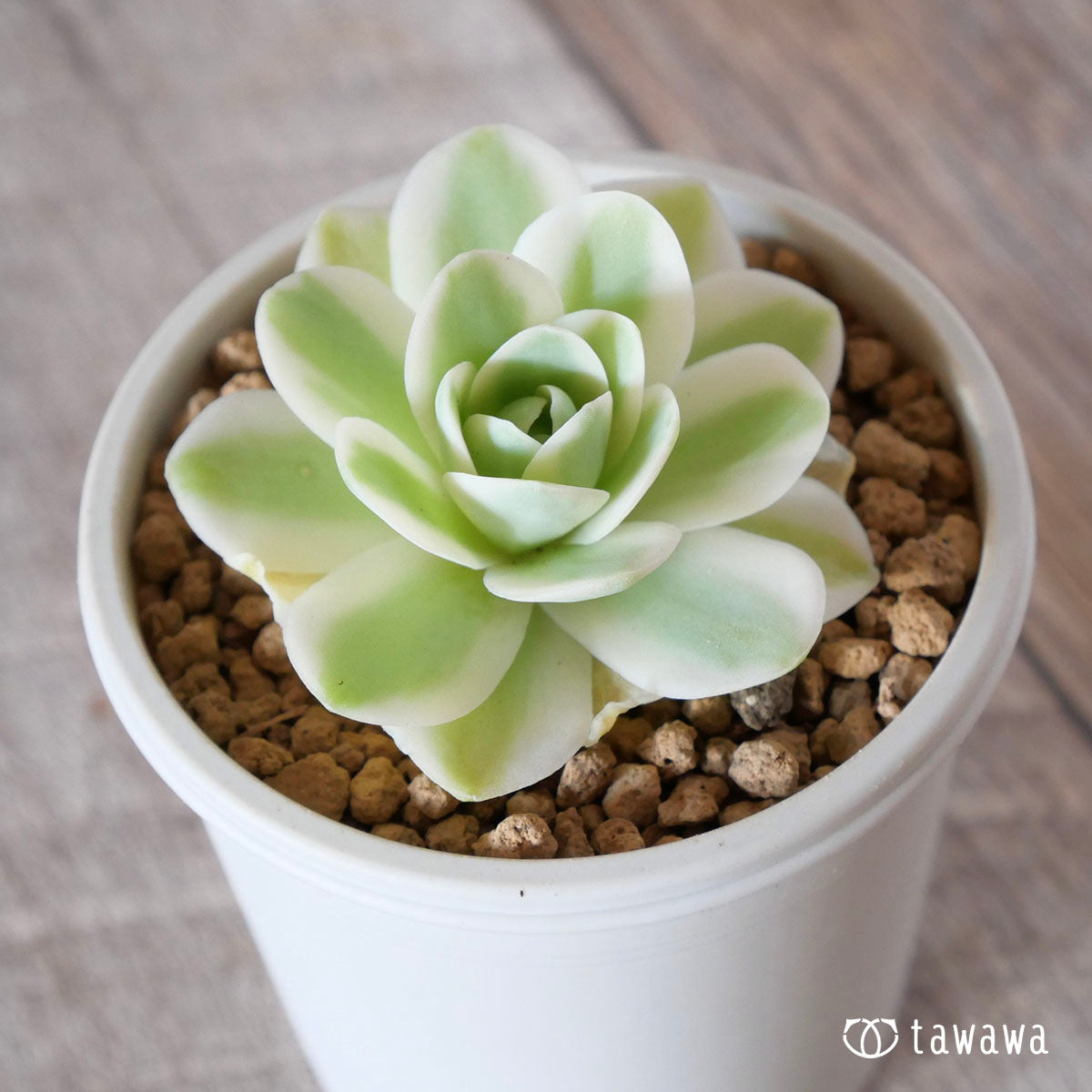New Arrival* Cubic Frost