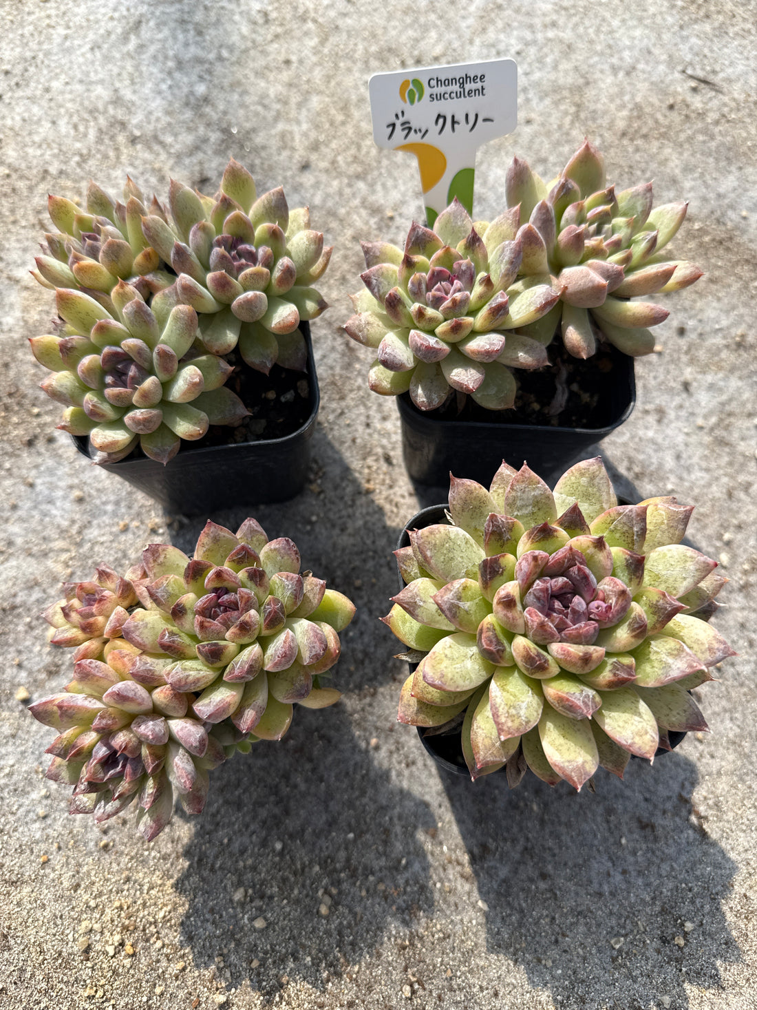 02.【ライブ】 ブラックトリー (チャンヒー農園苗)