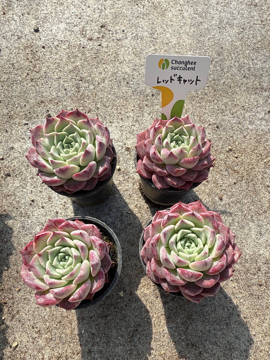 07.【ライブ】 レッドキャット単頭 (チャンヒー農園苗)