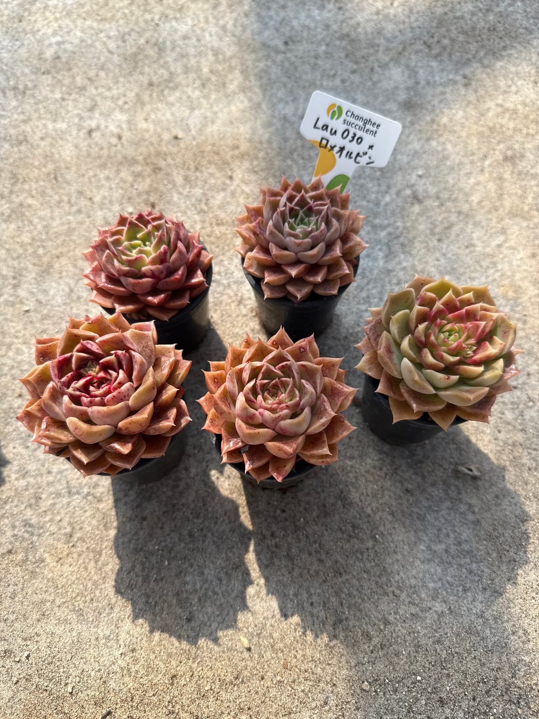 20.【ライブ】 Lau030×ロメオルビン (チャンヒー農園苗)