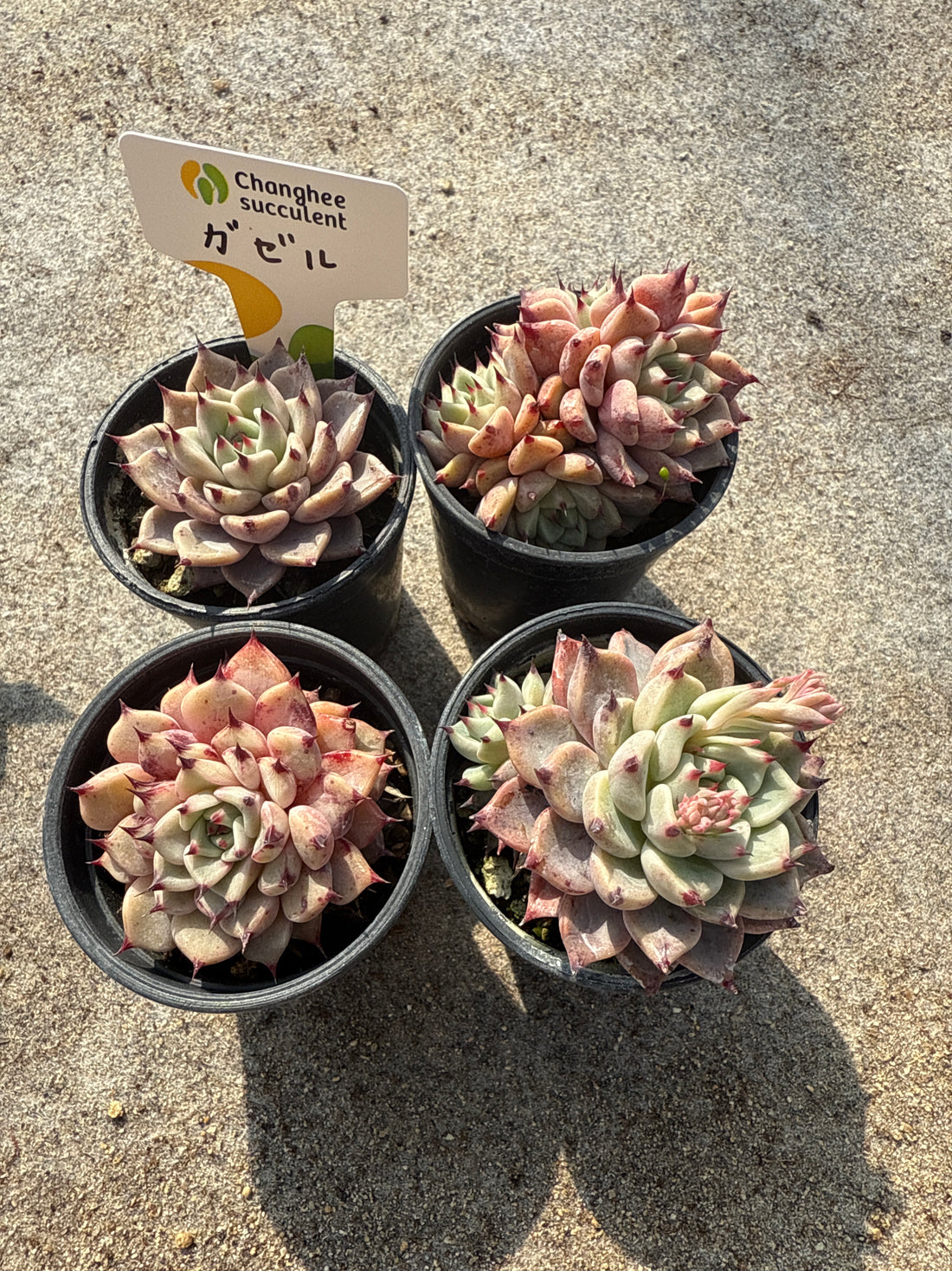 11.【ライブ】 ガゼル (チャンヒー農園苗)