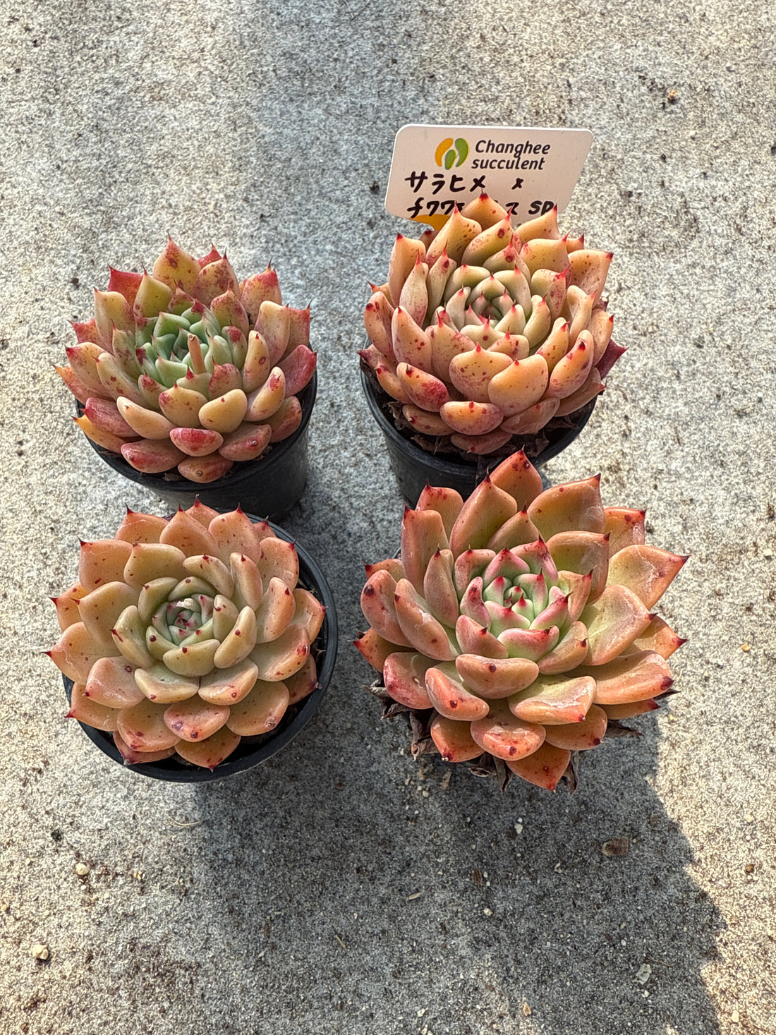 09.【ライブ】 サラヒメ×チワワエンシスsp (チャンヒー農園苗)