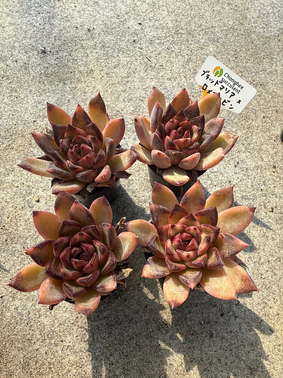 14.【ライブ】 ブラッドマリア×ロメオルビン (チャンヒー農園苗)