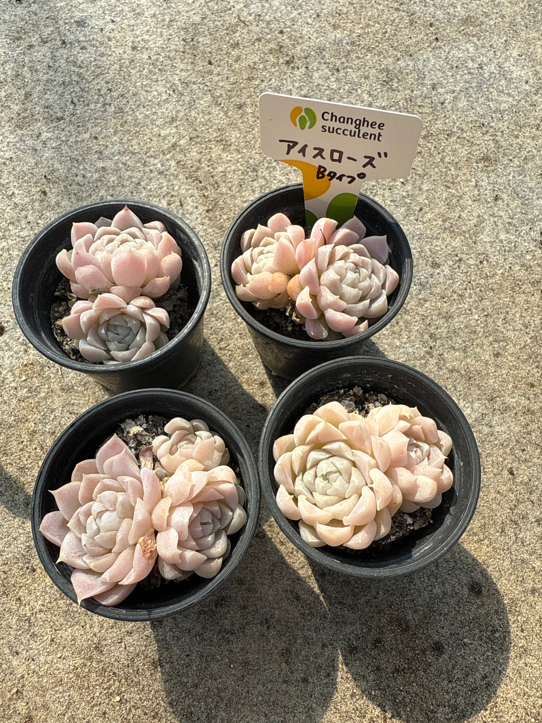 18.【ライブ】 アイスローズ Bタイプ (チャンヒー農園苗)