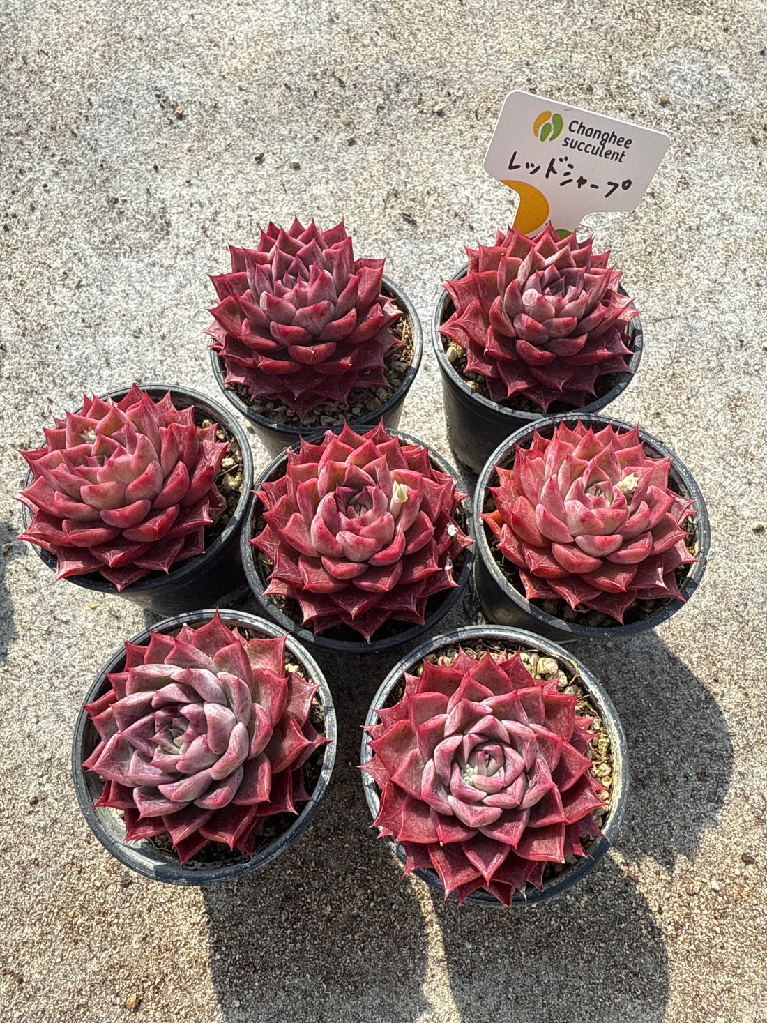 10.【ライブ】 レッドシャープ(チャンヒー農園苗)