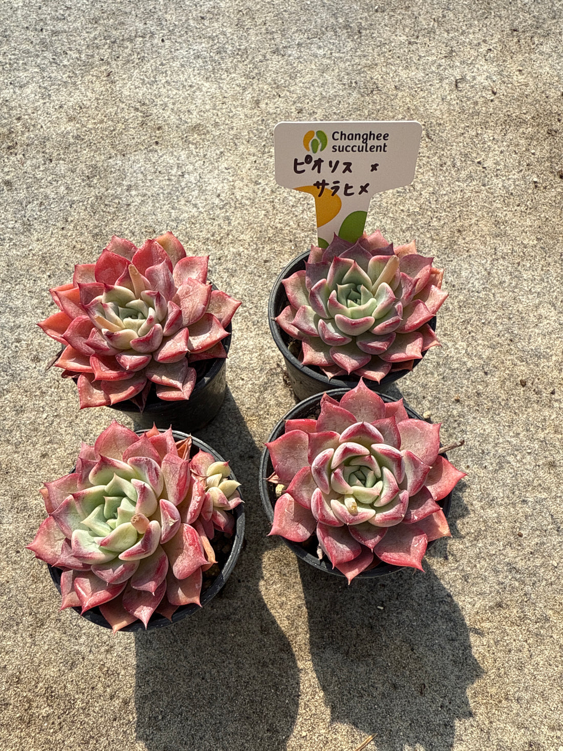 19.【ライブ】 ピオリス×サラヒメ (チャンヒー農園苗)