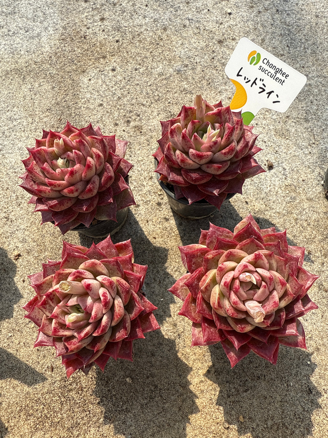 17.【ライブ】 レッドライン (チャンヒー農園苗)