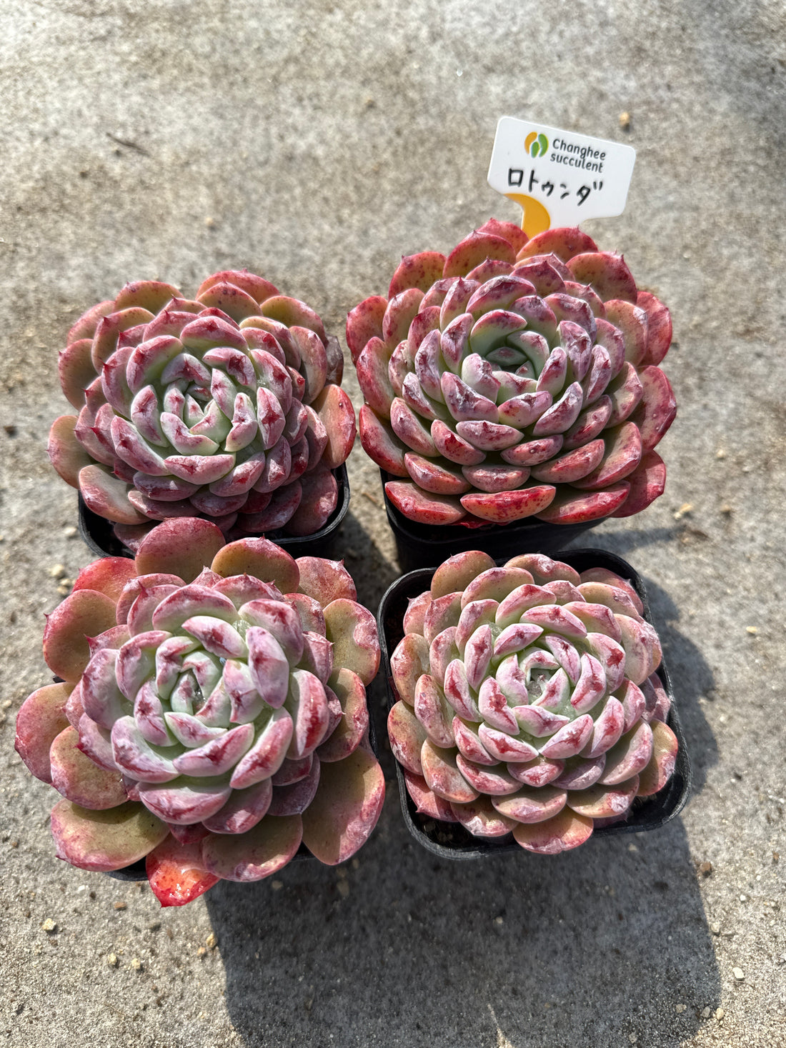 03.【ライブ】 ロトゥンダ (チャンヒー農園苗)