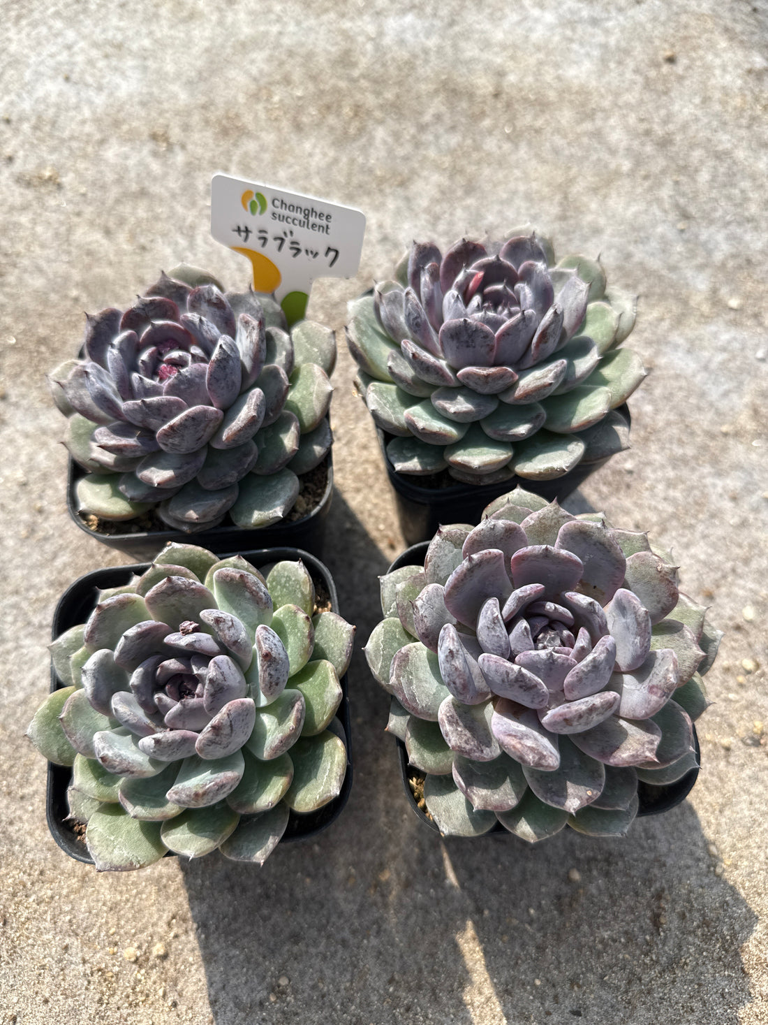 05.【ライブ】 サラブラック (チャンヒー農園苗)