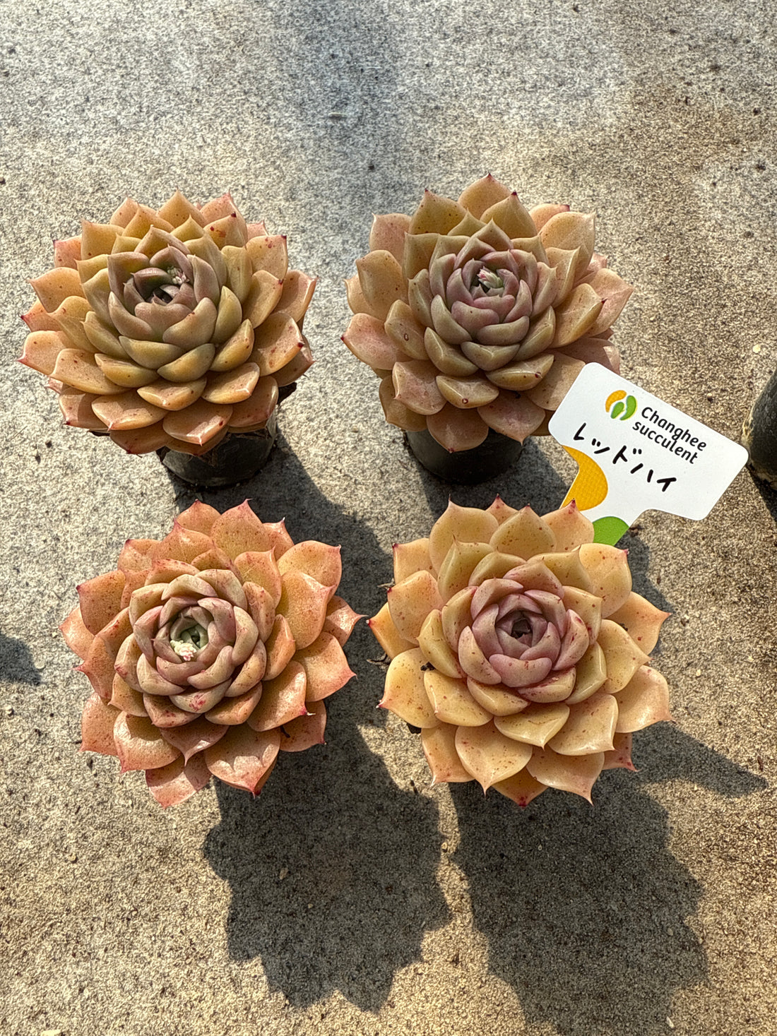 16.【ライブ】 レッドハイ (チャンヒー農園苗)