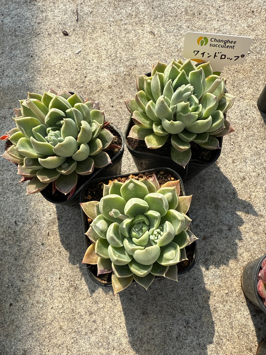 21.【ライブ】 ワインドロップ (チャンヒー農園苗)