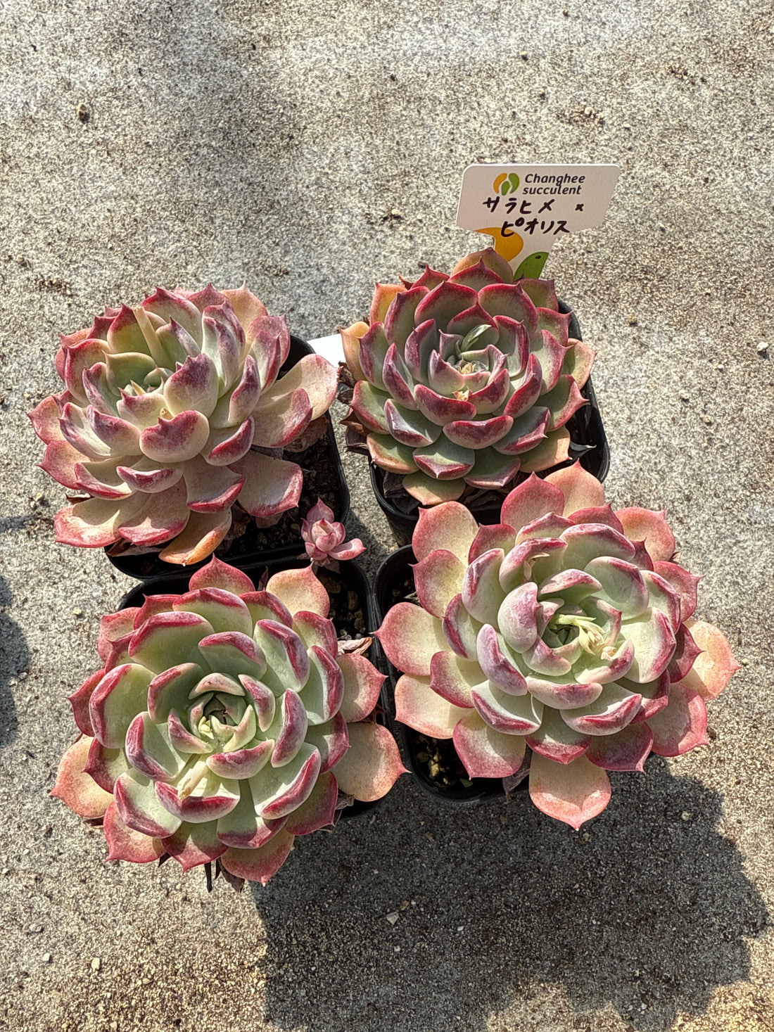 04.【ライブ】 サラヒメ×ピオリス (チャンヒー農園苗)