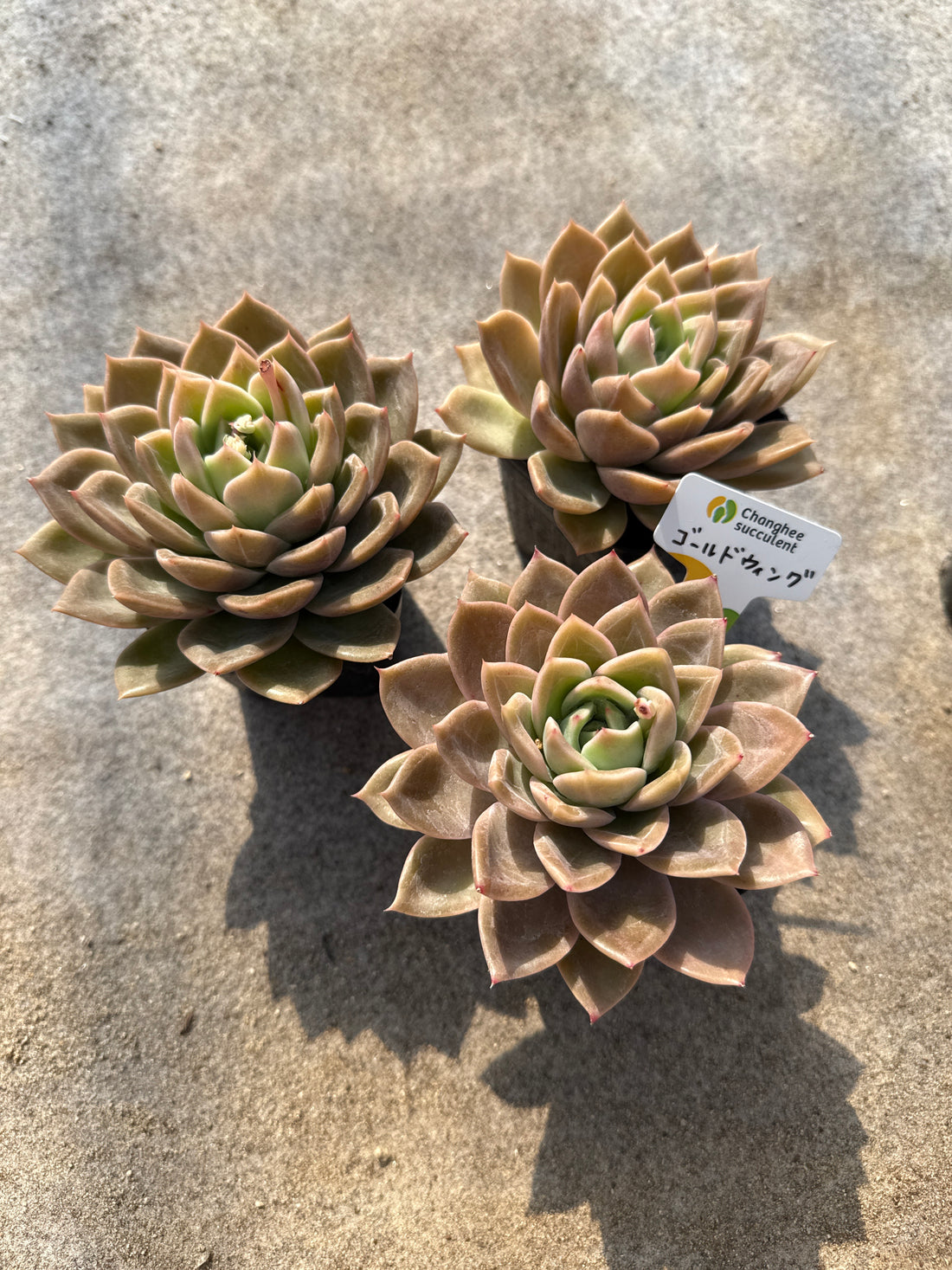 12.【ライブ】 ゴールドウィング (チャンヒー農園苗)