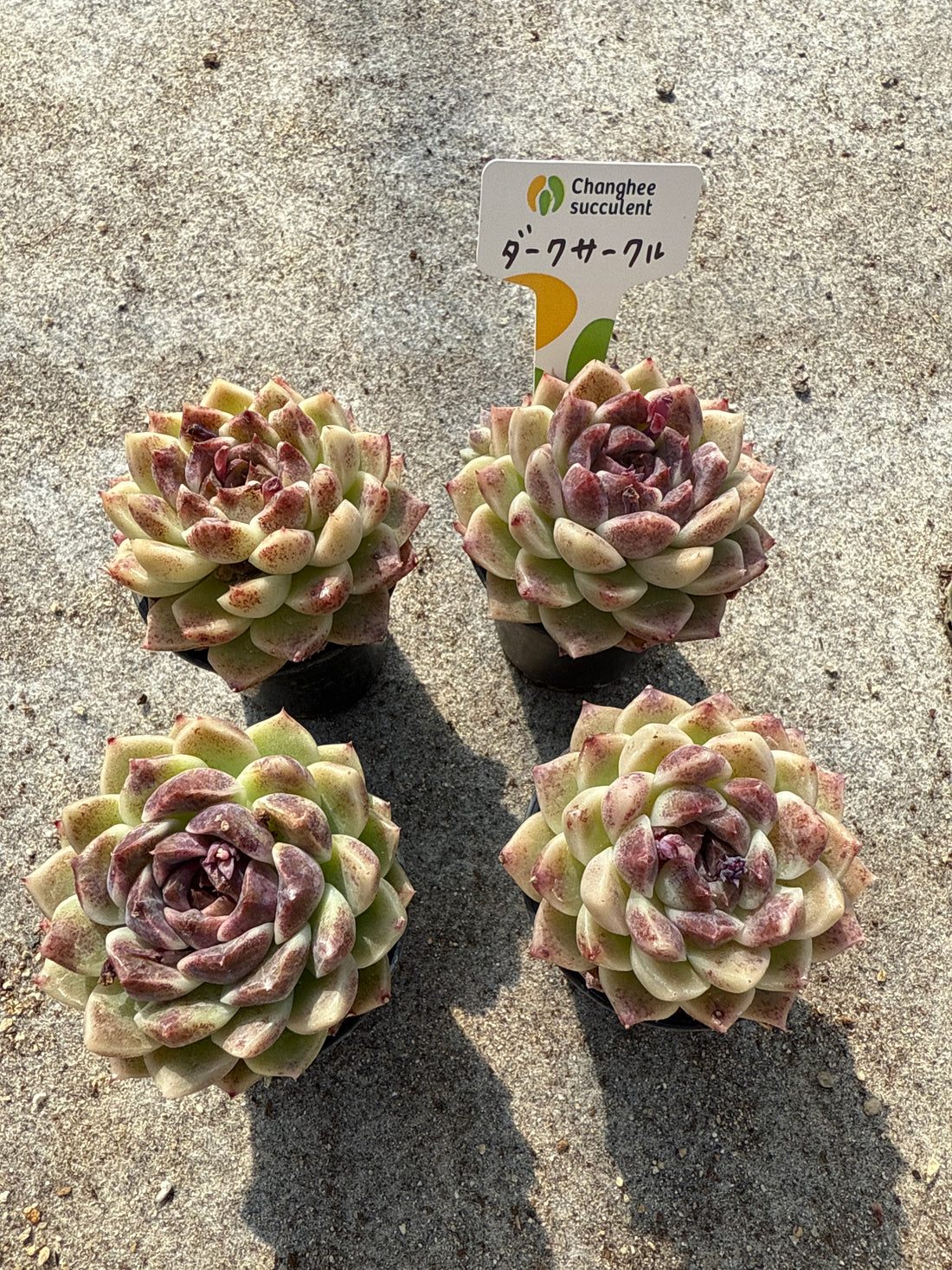 06.【ライブ】 ダークサークル (チャンヒー農園苗)