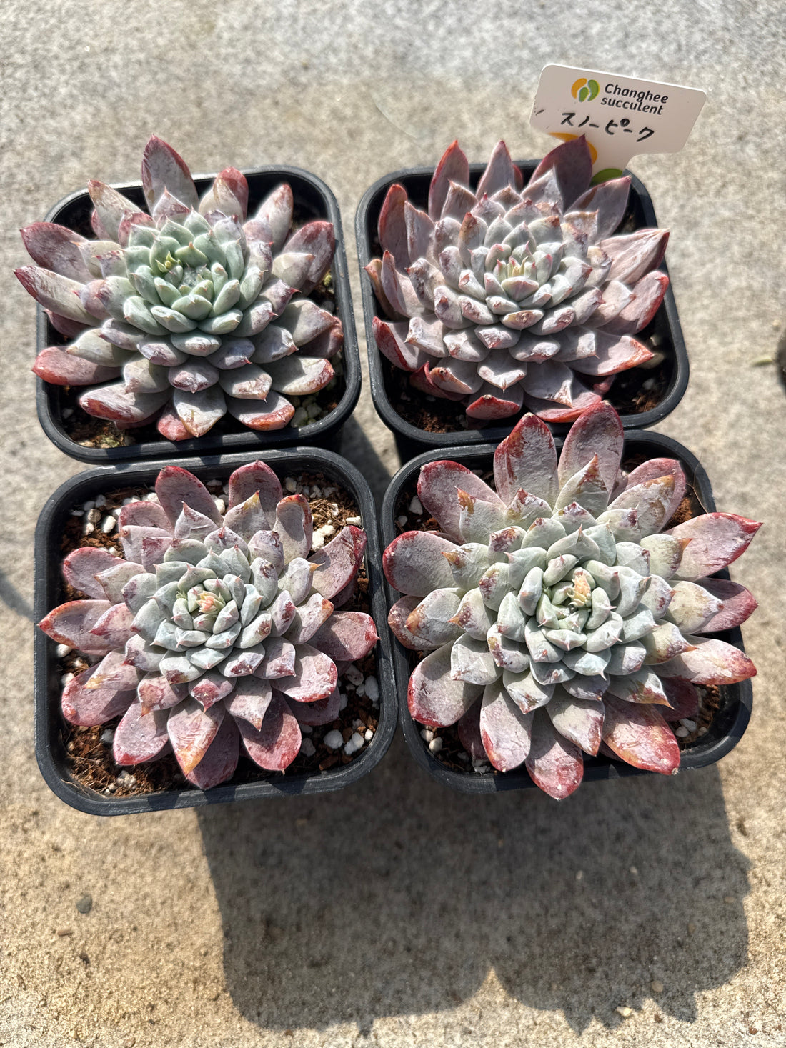 15.【ライブ】 スノーピーク (チャンヒー農園苗)