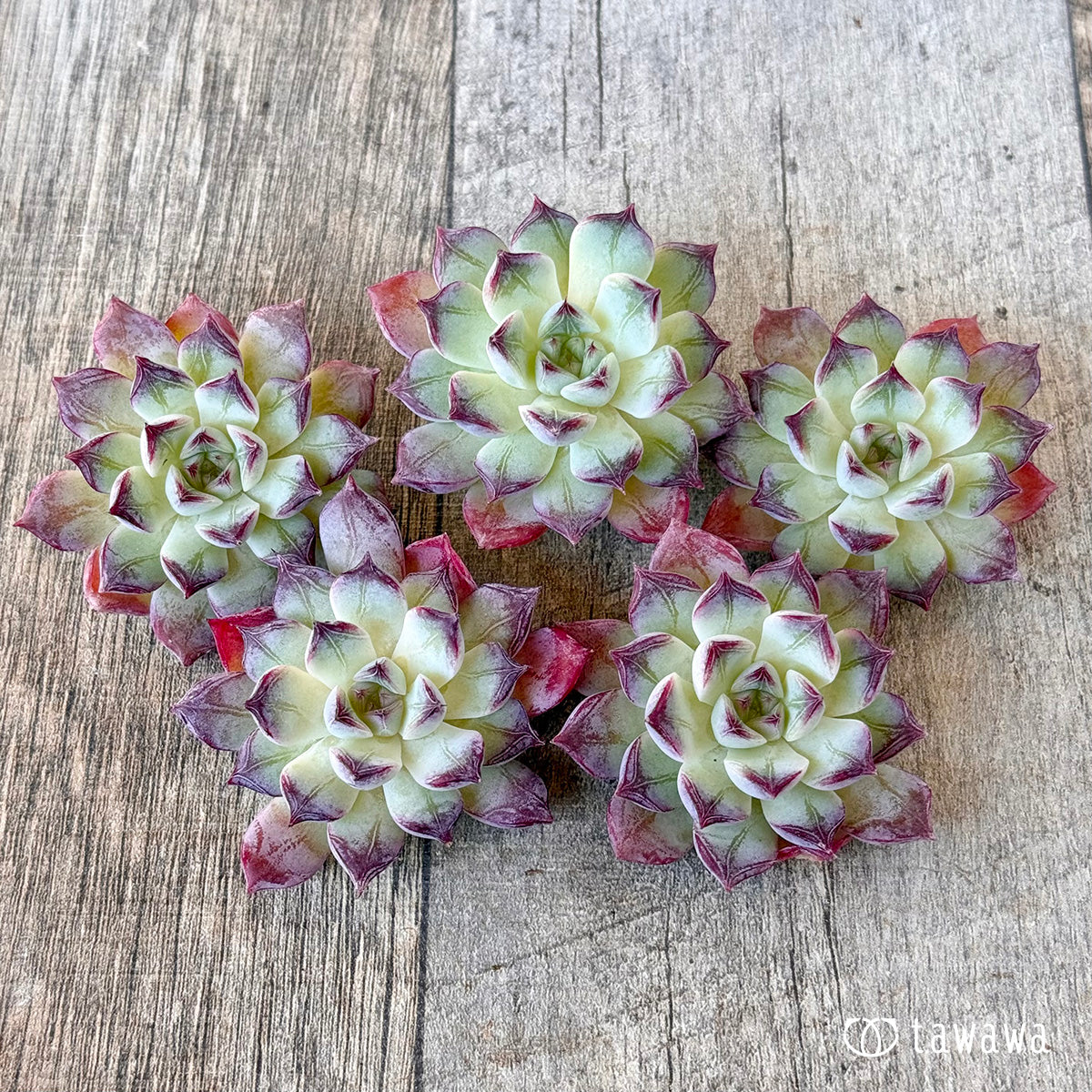 《新入荷》クラウンジュエル(チャンヒー農園苗)