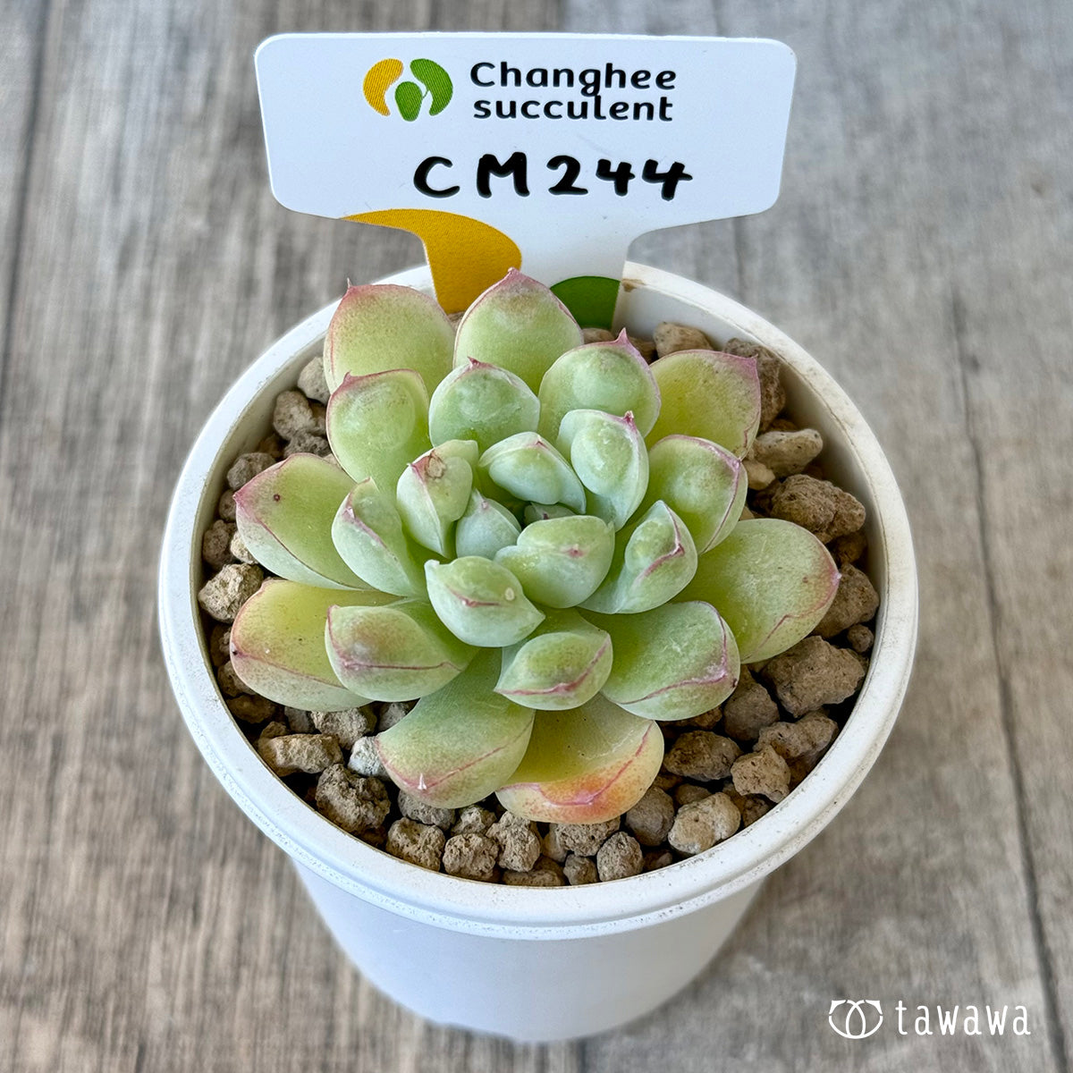 《新入荷》CM244【中サイズ】(チャンヒー農園苗)