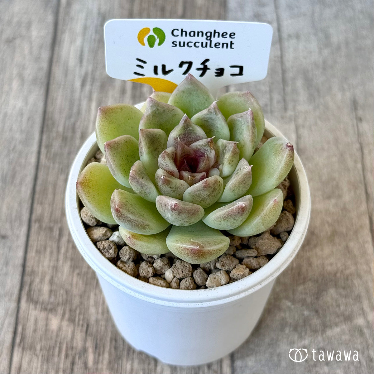 《新入荷》ミルクチョコ【中サイズ】(チャンヒー農園苗)