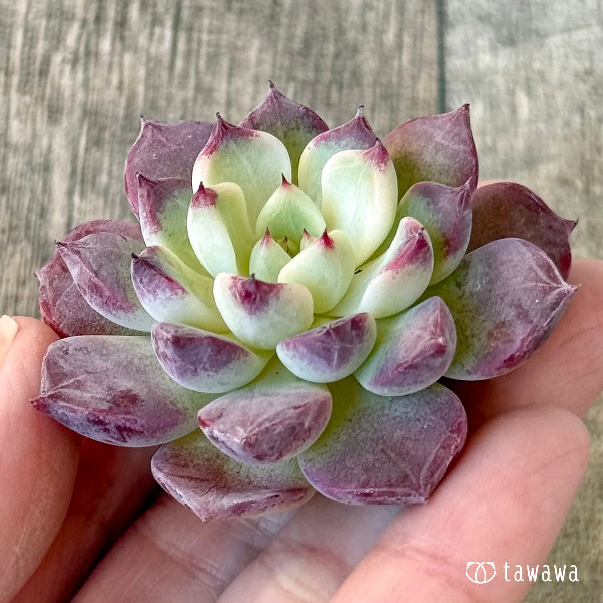 《新入荷》マゼンタ【小サイズ】(チャンヒー農園苗)