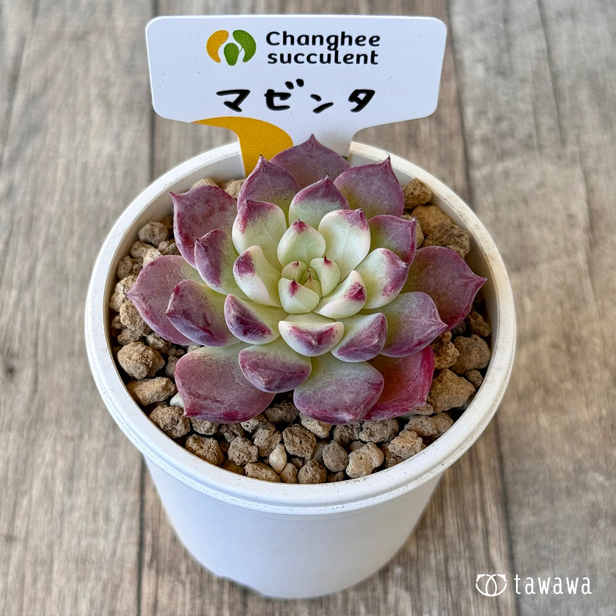《新入荷》マゼンタ【中サイズ】(チャンヒー農園苗)