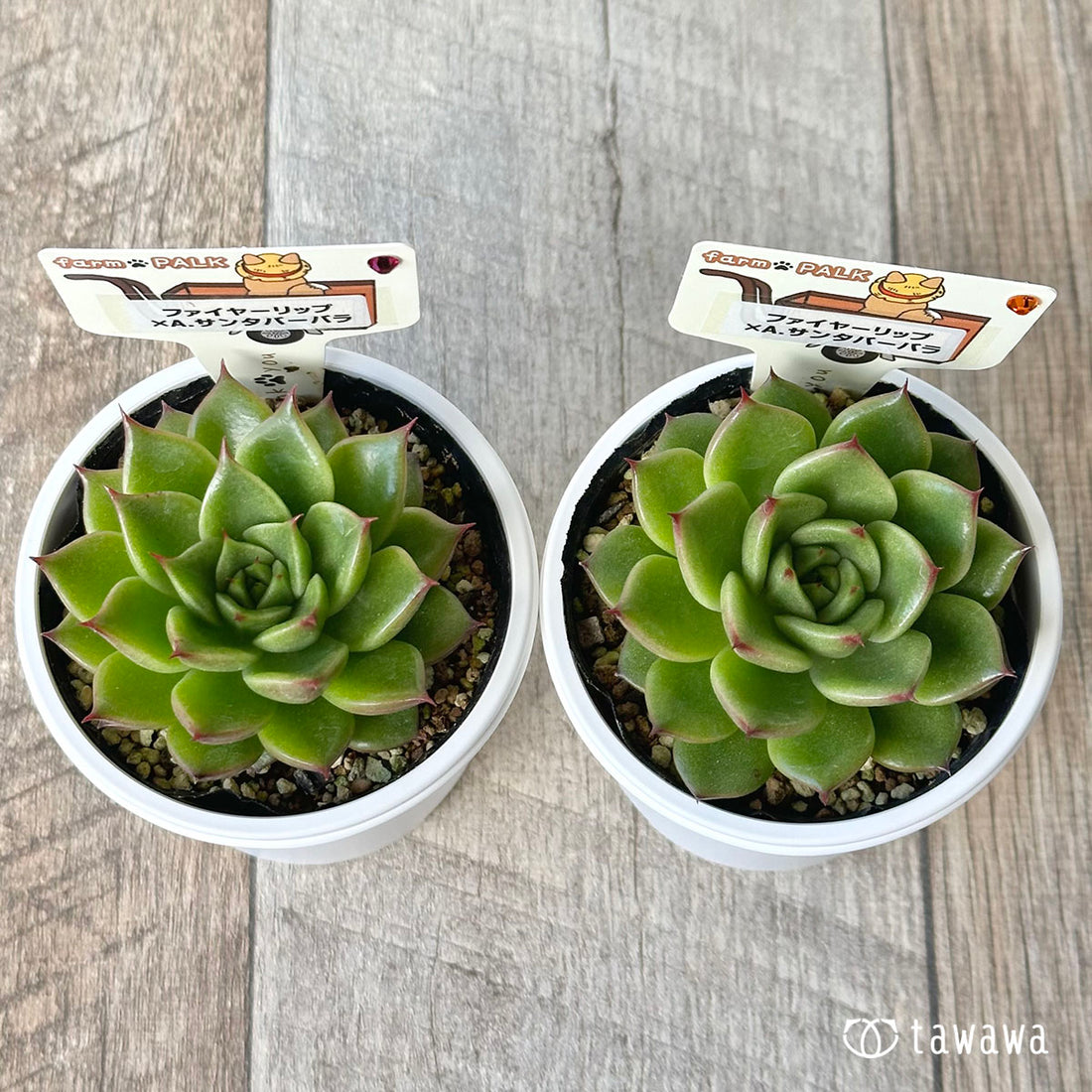 【ファームパルク苗】ファイヤーリップ×A.サンタバーバラ