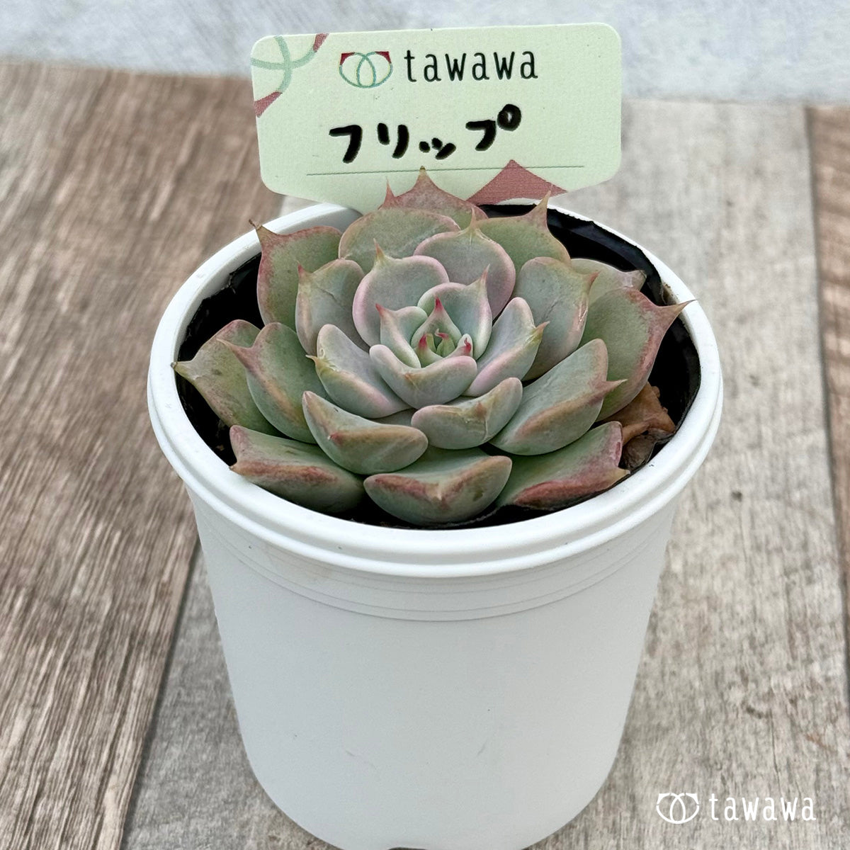 フリップ 【tawawaハウス苗】