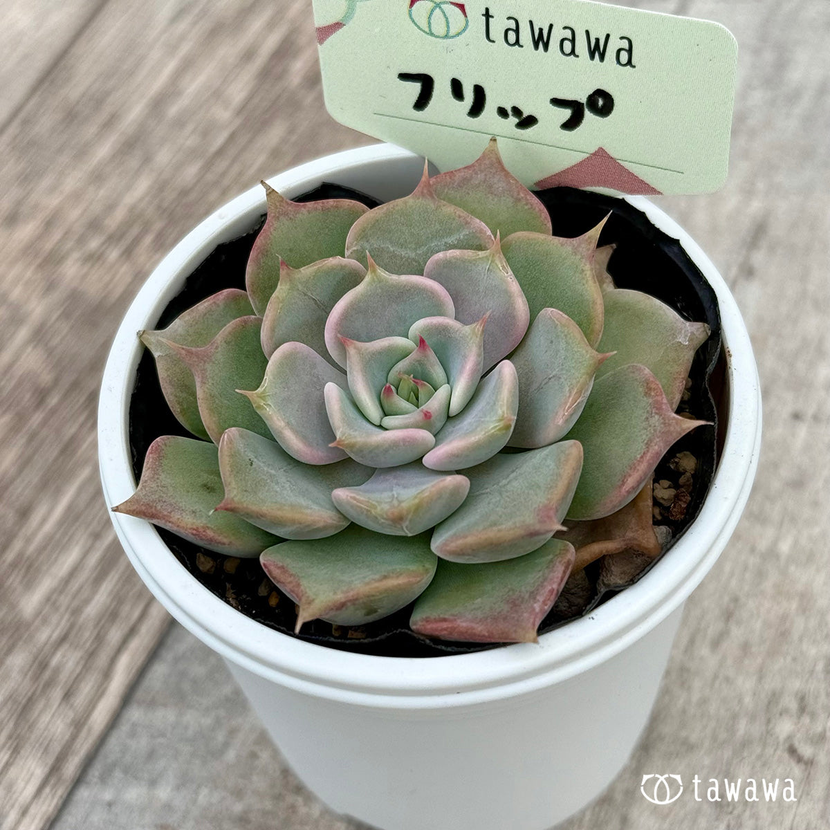 フリップ 【tawawaハウス苗】