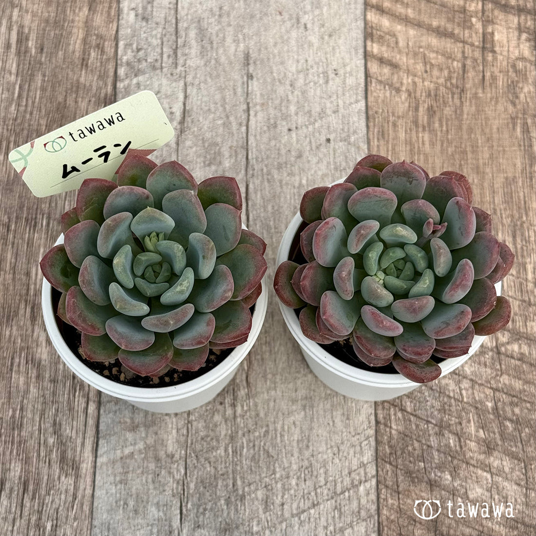 ムーラン 【tawawaハウス苗】