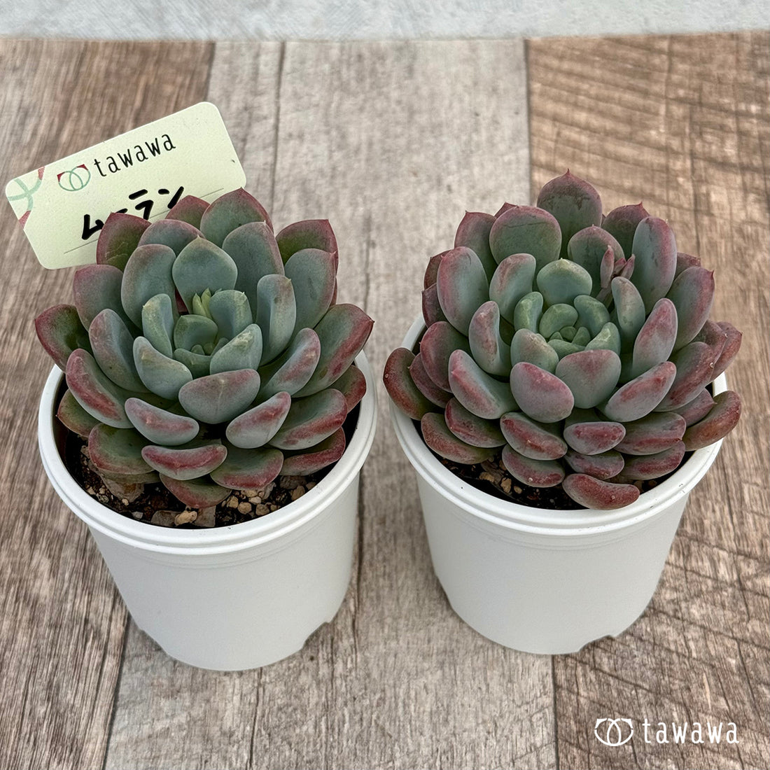 ムーラン 【tawawaハウス苗】