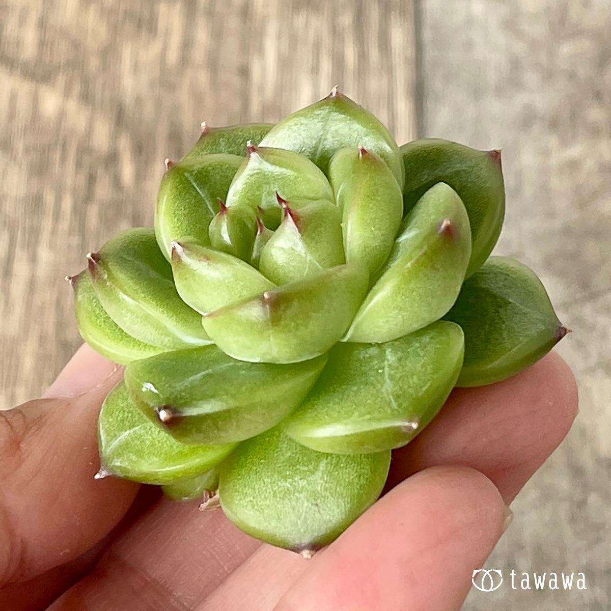 *新入荷* ソミ ver.2(チャンヒー農園苗)