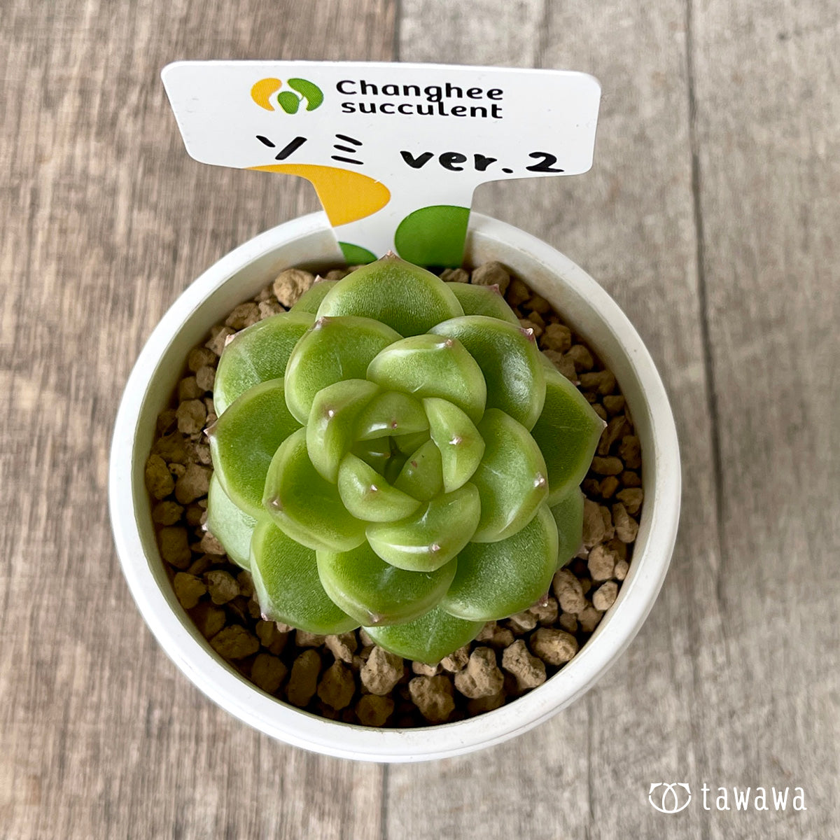 *新入荷* ソミ ver.2(チャンヒー農園苗)