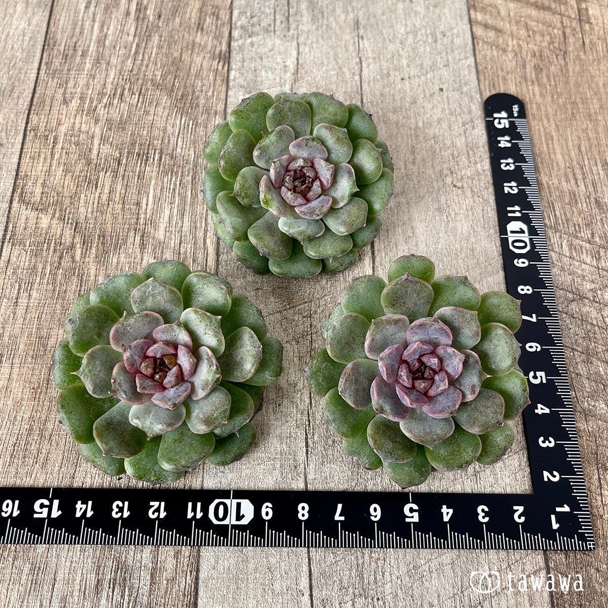 *新入荷* ノヴァブラスト(チャンヒー農園苗)