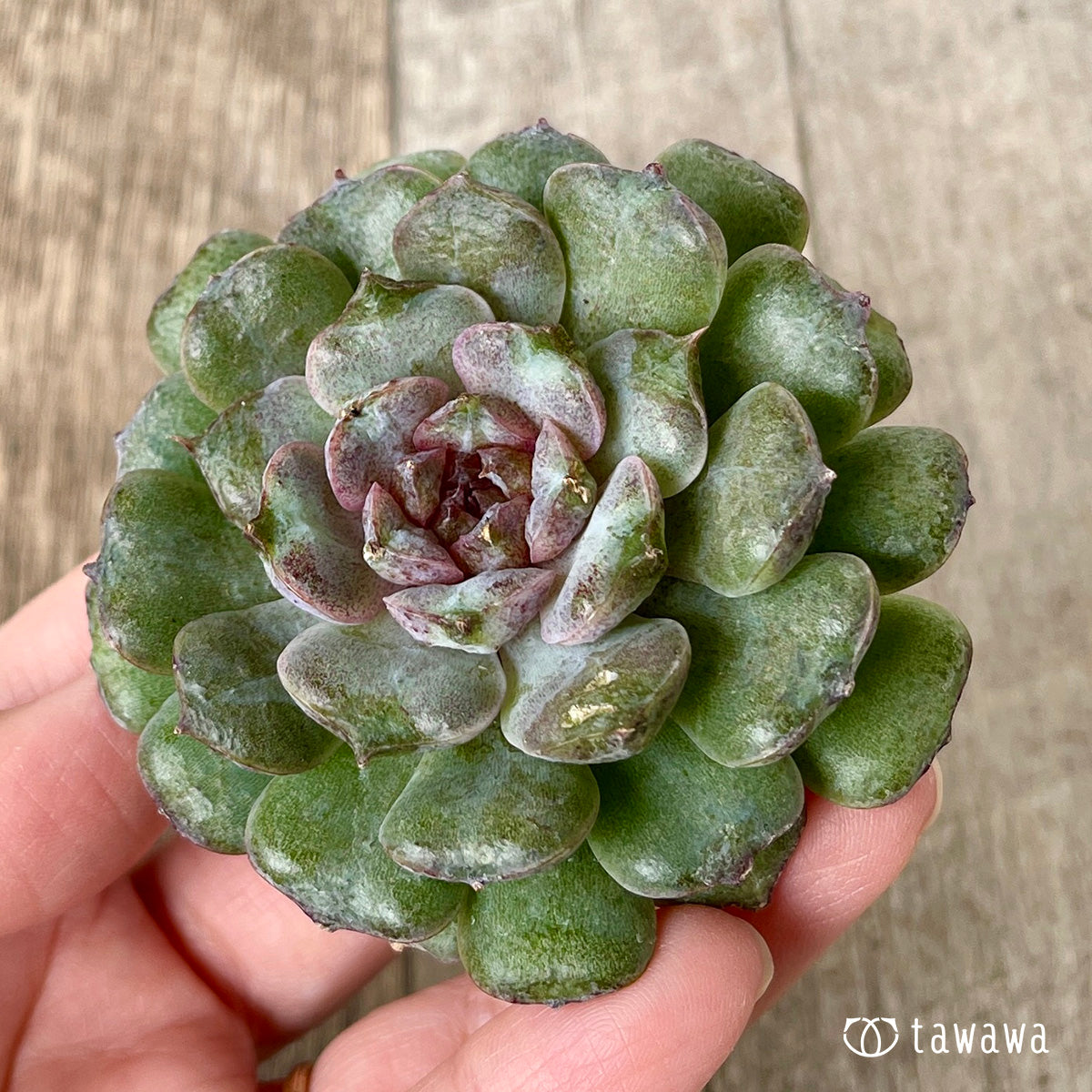 *新入荷* ノヴァブラスト(チャンヒー農園苗)