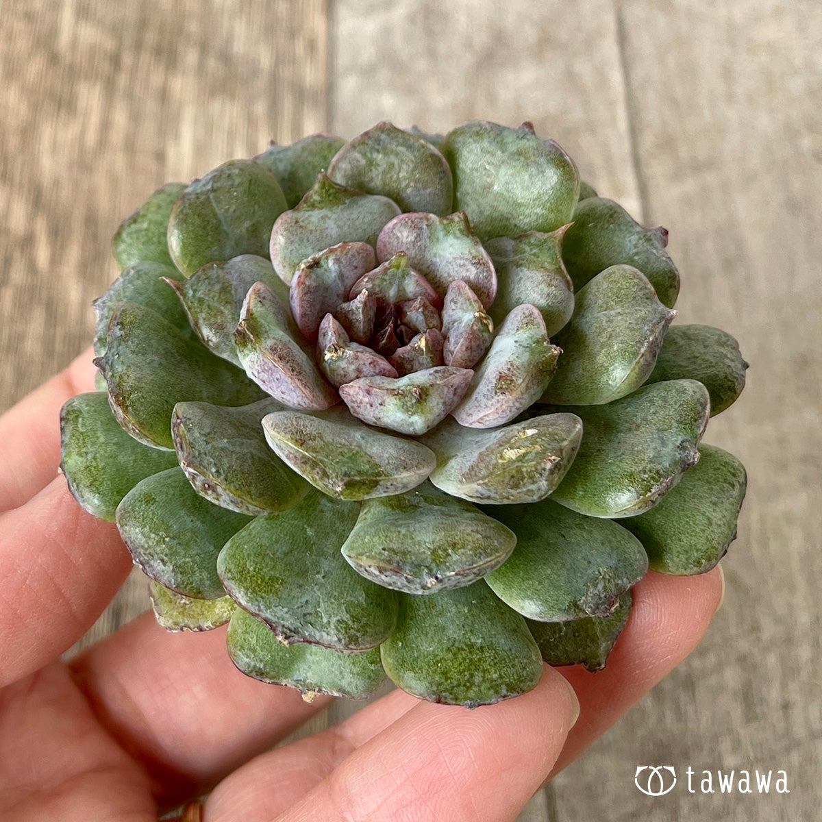 *新入荷* ノヴァブラスト(チャンヒー農園苗)